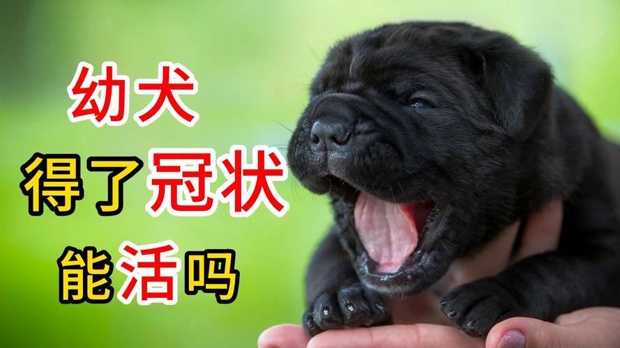 幼犬得了冠状能活吗