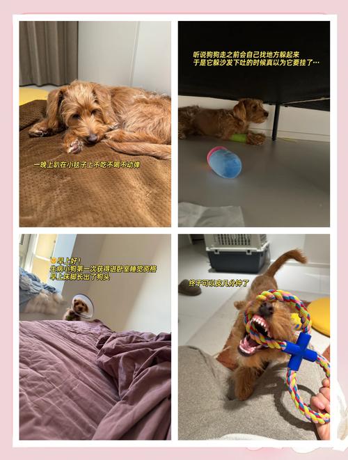 三个月狗狗冠状病毒会自愈吗