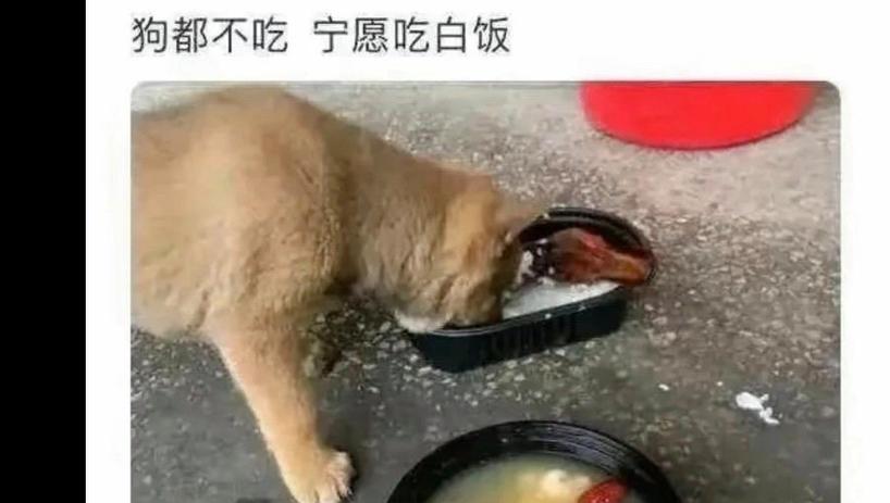 狗狗吃喝正常但没精神