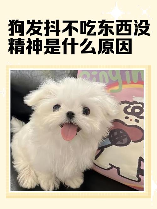 狗狗没精神,不吃不喝,整天睡觉,耳朵、脚冰凉,这是怎么回事