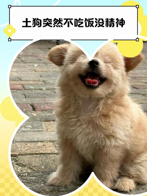 狗狗不吃东西,没精神,四肢无力,怎么回事?