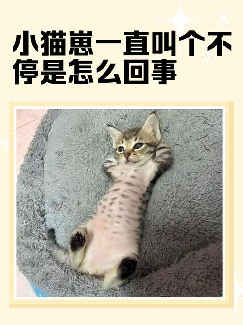 请问猫为什么总是在门口叫个不停,只有让它进来抱着它才不叫