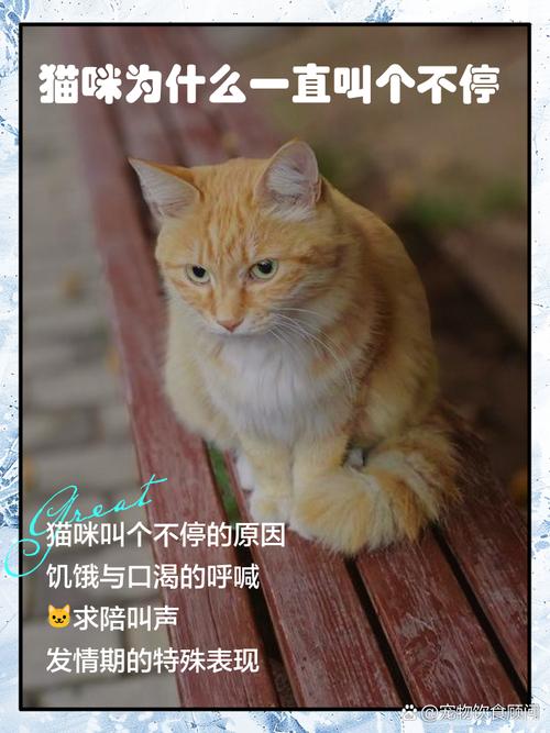 把猫咪自己关在一个屋子里,猫咪一直叫是怎么回事?有人不叫,人一走又...