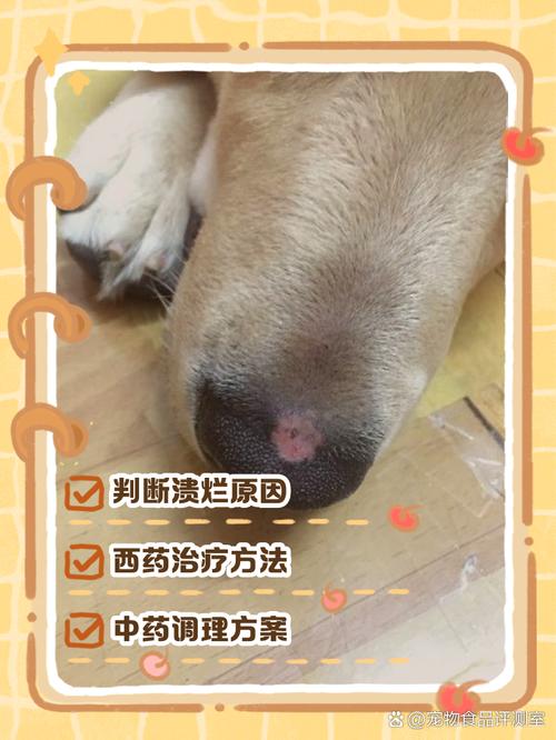 狗狗鼻子烂是什么原因