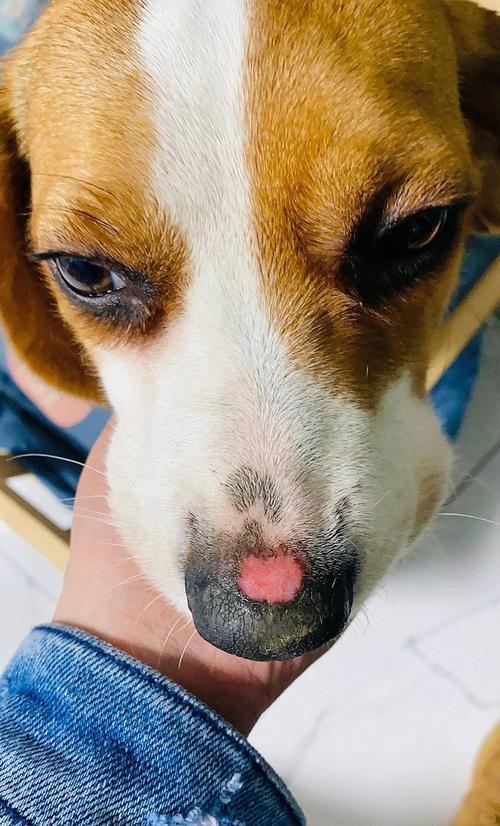 狗狗鼻子上面发红溃烂