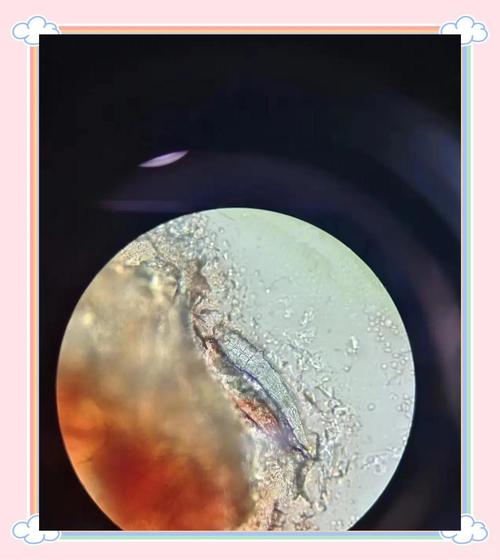 狗狗鼻子烂了,这是为什么