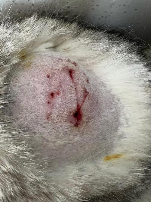 猫咪打架受伤会自愈吗