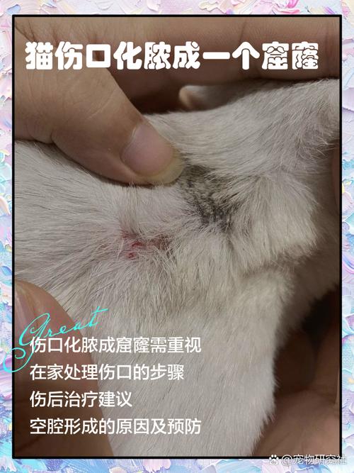 猫咪伤口流脓能自愈吗,猫咪外伤能自愈吗