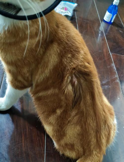 猫咪绝育后伤口化脓怎么办(绝育猫伤口流脓能自愈吗)