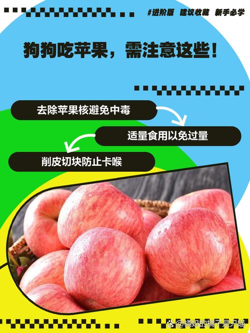 比熊可以吃苹果吗