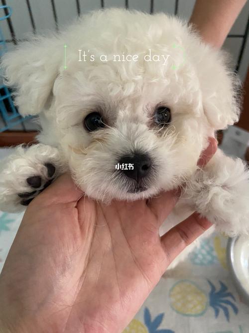 为什么不让狗狗吃苹果和梨