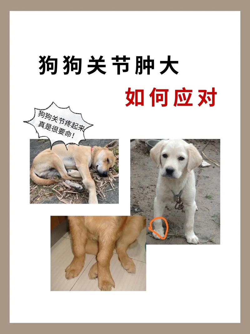 狗狗软骨病吃什么药治疗?