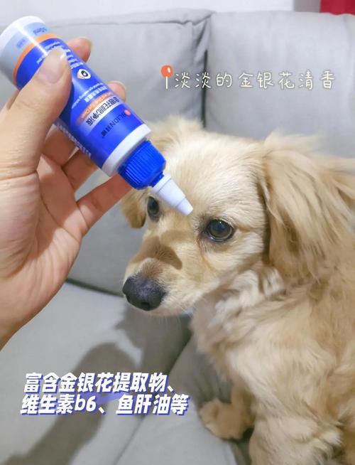 狗狗能用人的哪种眼药水?