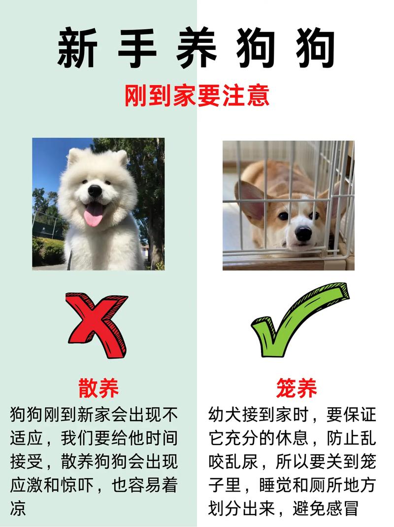养狗的前十禁忌,新手养狗前十注意事项
