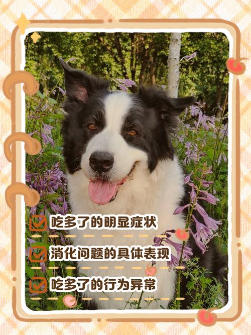 狗狗吃多了难受的表现有哪些