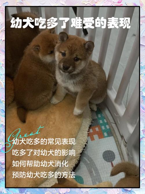 狗吃多了会拉稀吗