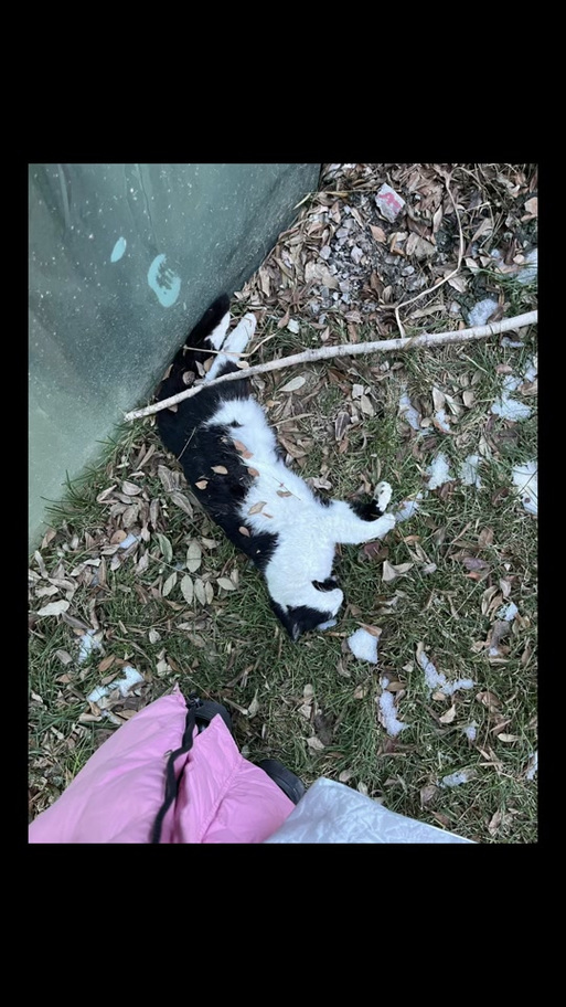 猫冬天在外面过夜会被冻死吗?