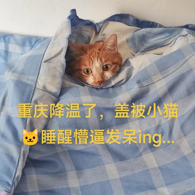 猫冬天能在外面过夜吗?