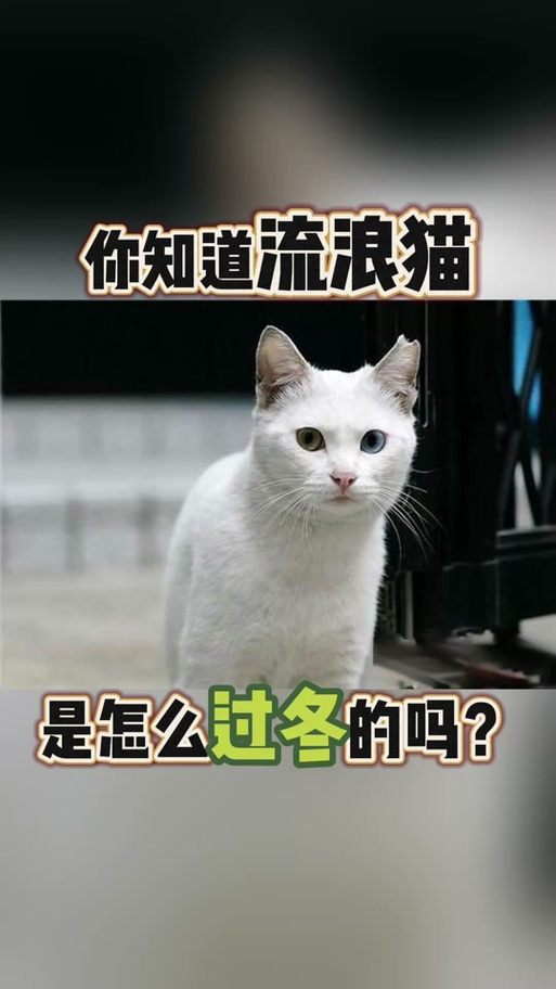 猫冬天怕不怕冷