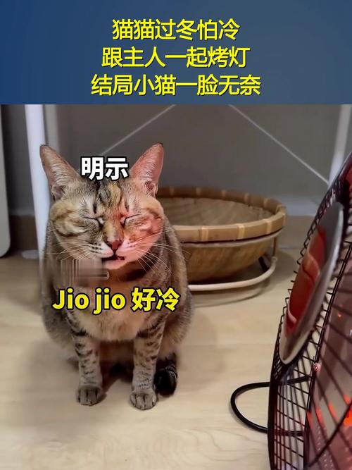 猫冬天怕冷吗需要做保暖措施吗