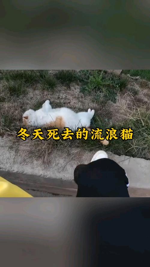 猫咪在10度左右的屋里过夜会冻死吗?