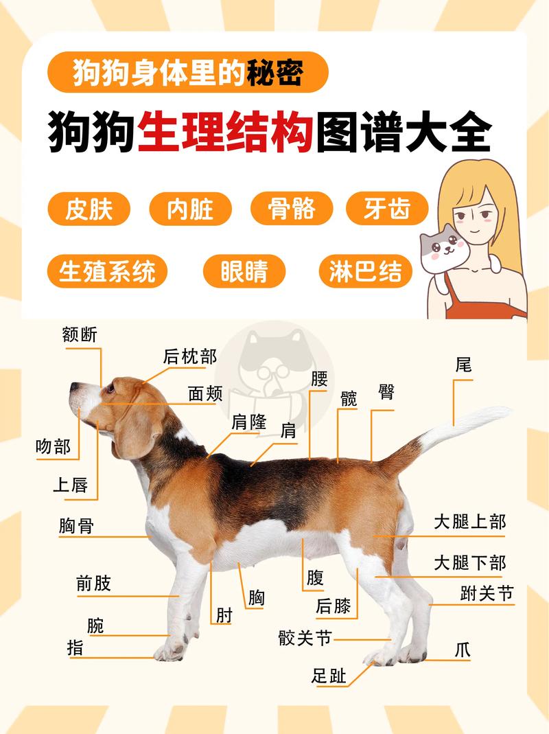 狗狗的身体结构