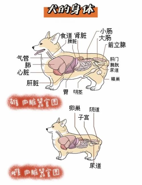 狗狗的身体结构图