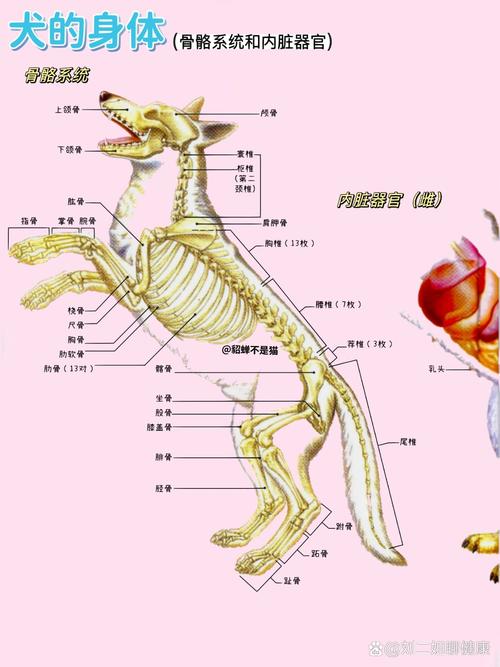 小狗的胃在身体哪个部位?