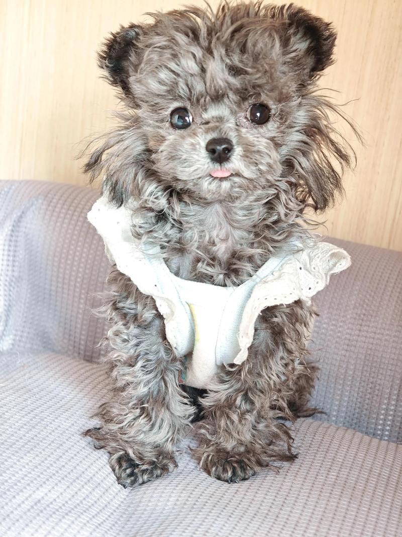 泰迪狗狗六个月尴尬期