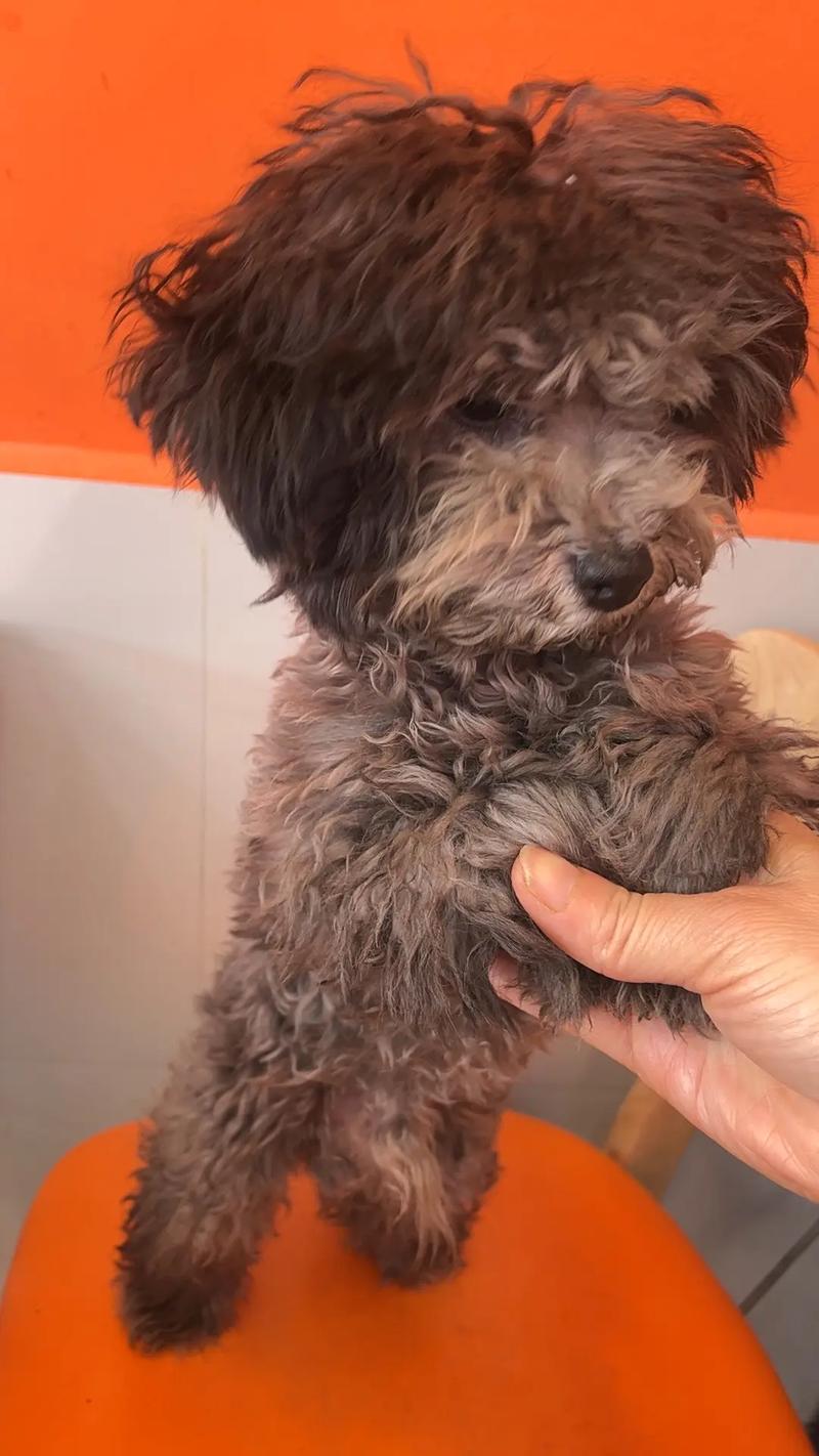 泰迪犬几个月是尴尬期?