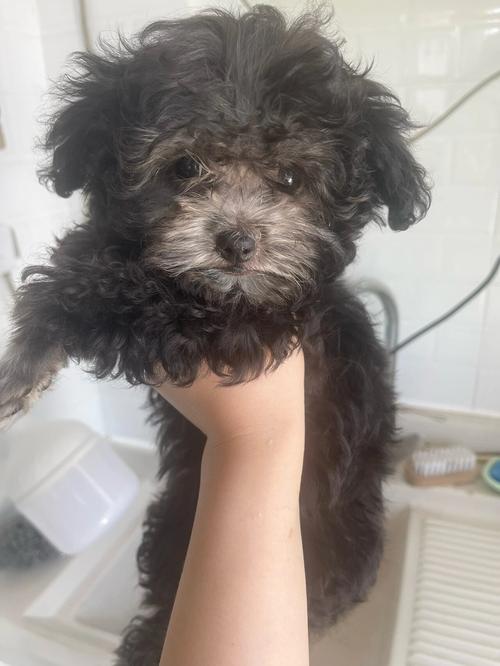 我家的泰迪己6个月了还会长大吗?