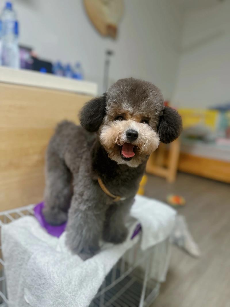 泰迪几个月过尴尬期