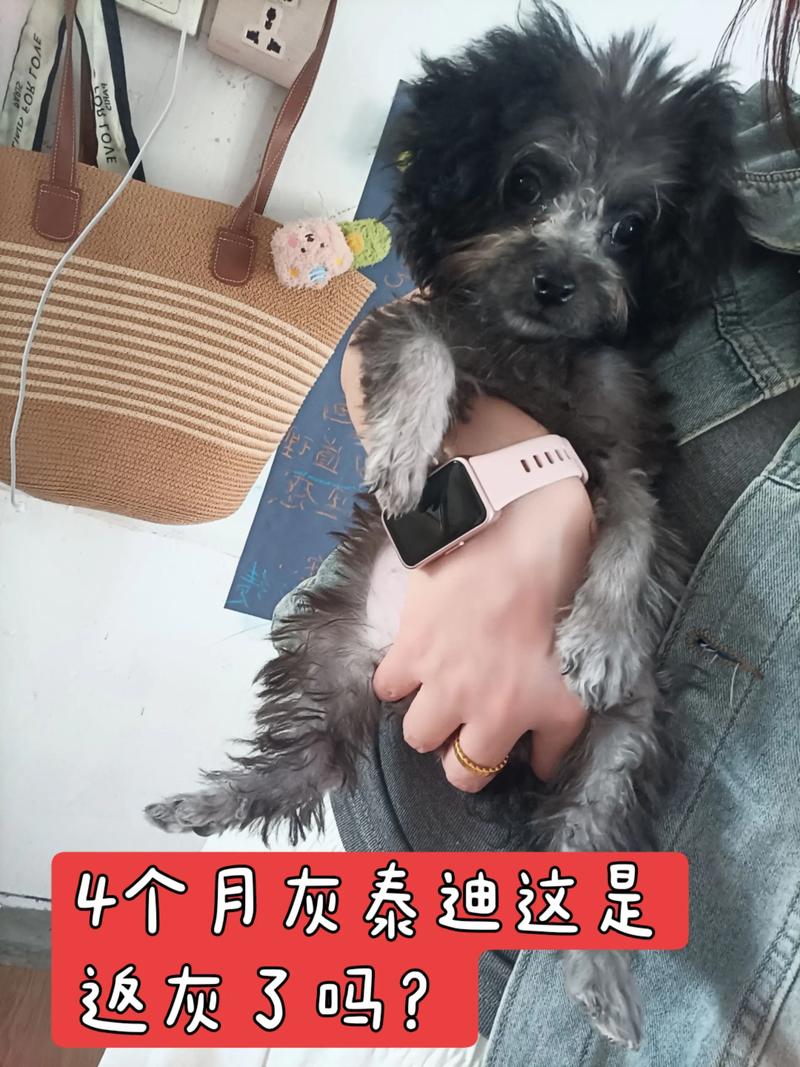 泰迪尴尬期几个月最丑?