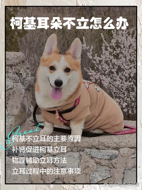 狗狗耳朵立不起来怎么办