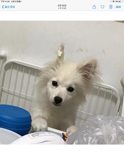 怎么样使狗耳朵立起来?