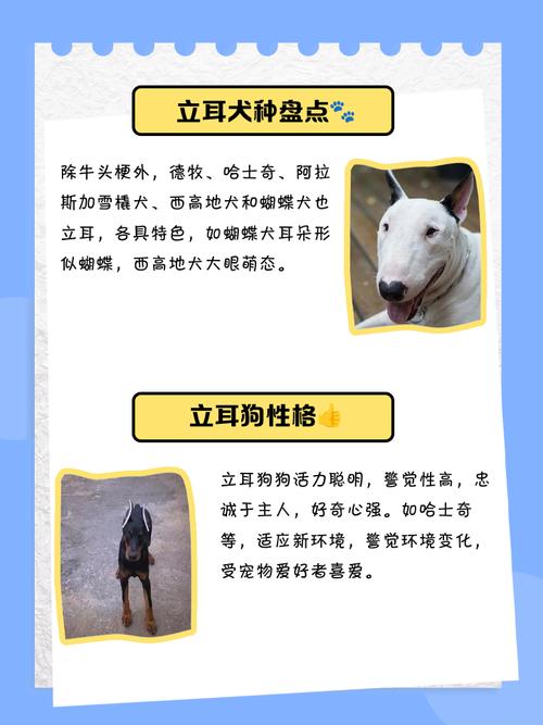 狗狗的耳朵怎么竖起来