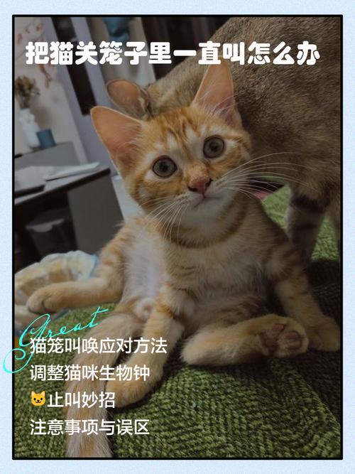 把猫咪关起来一直叫怎么办?