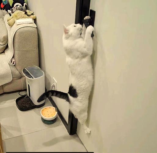 不让猫进卧室就一直叫