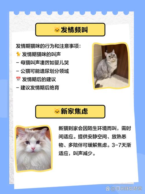 怎么能让猫咪不叫
