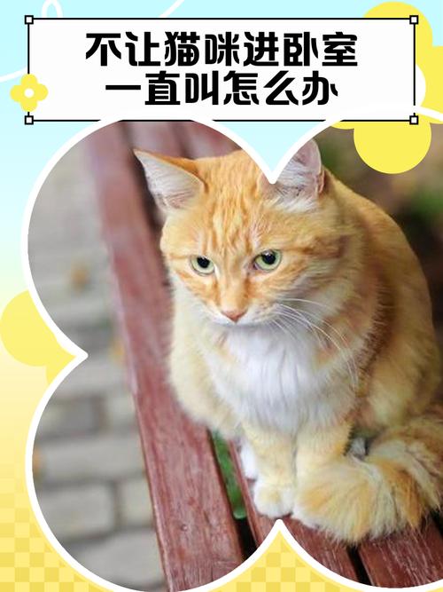 猫咪爱叫怎么办,如何快速让猫不叫,猫咪爱叫的解决办法