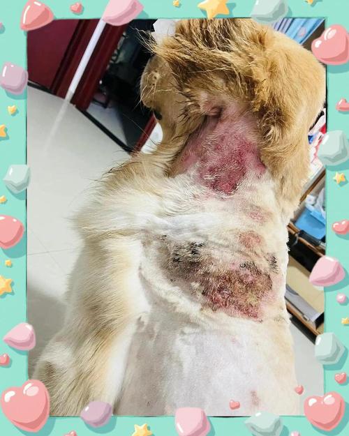 狗狗脓皮症结痂了是快好了吗