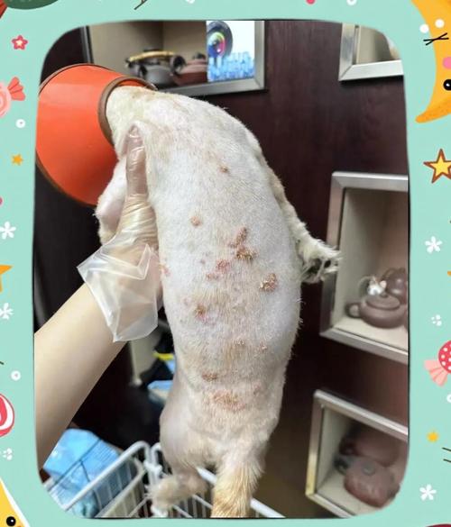 狗狗脓皮症能治愈吗