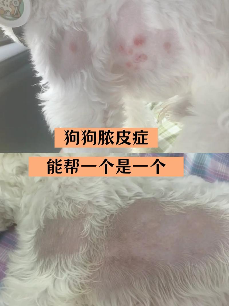 狗狗脓皮症为什么一直反复