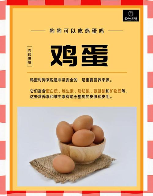狗能吃鸡蛋白吗