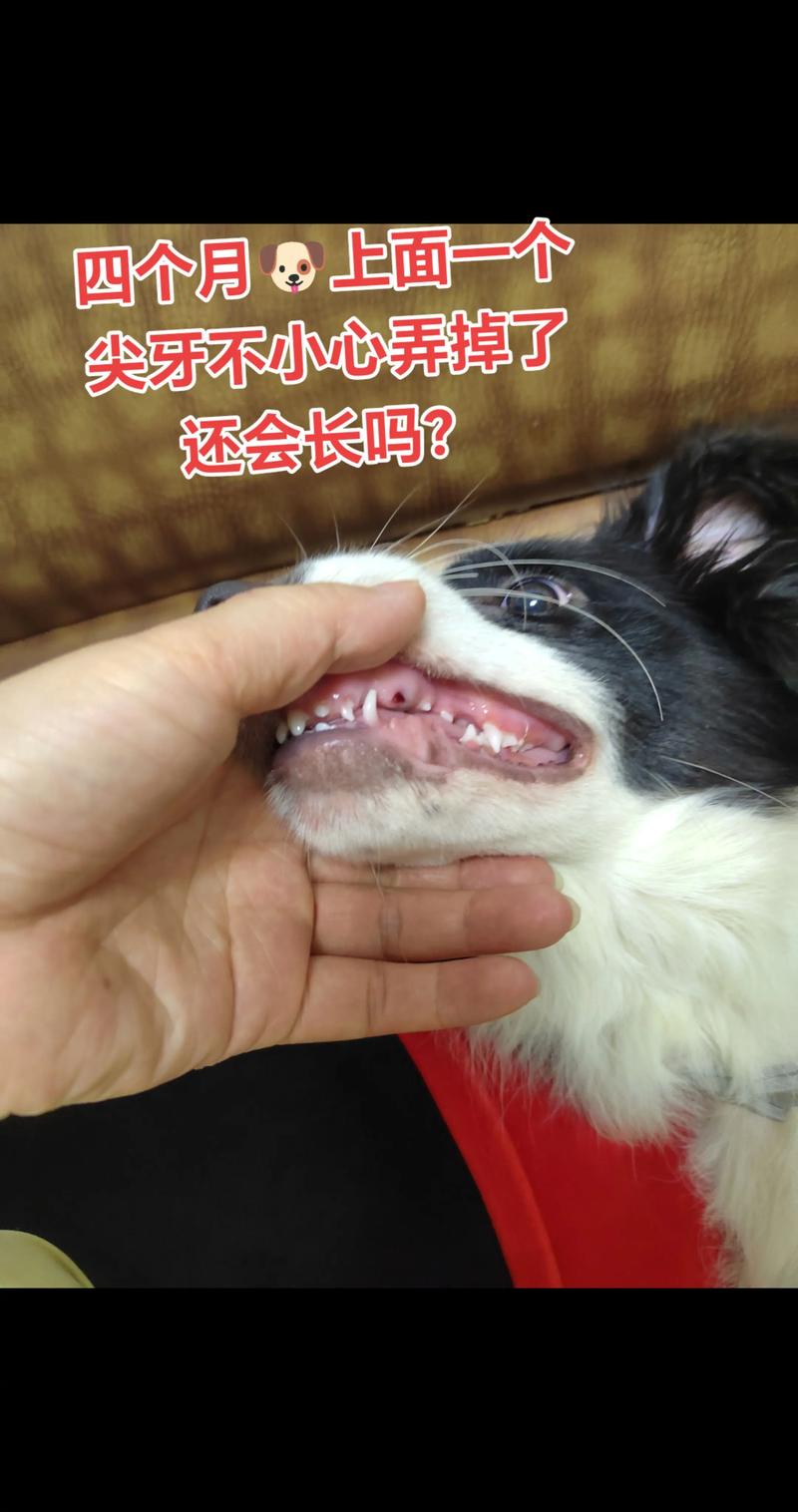 边牧几个月开始换牙