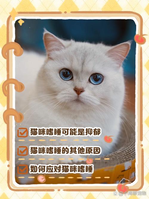 猫咪突然不活跃总是睡怎么回事