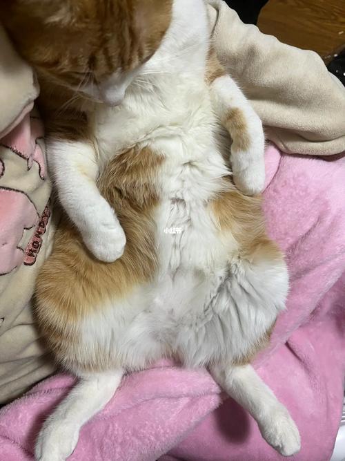 猫咪白天一直睡觉正常吗