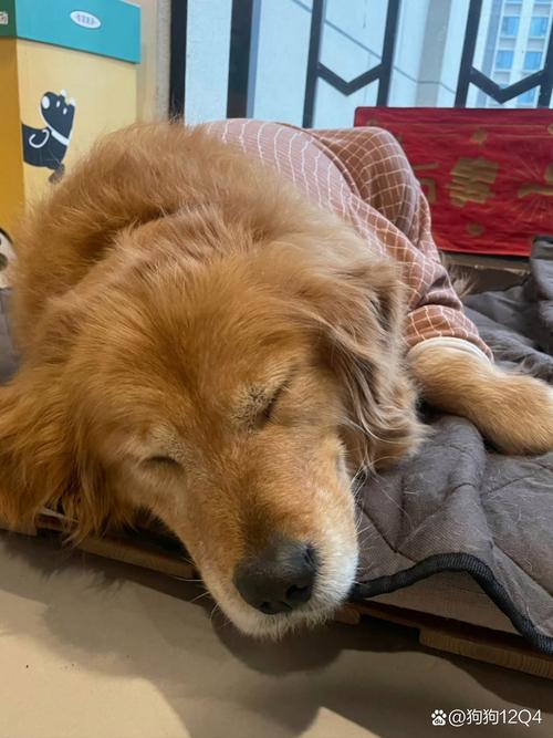 狗狗没精神轻微发抖