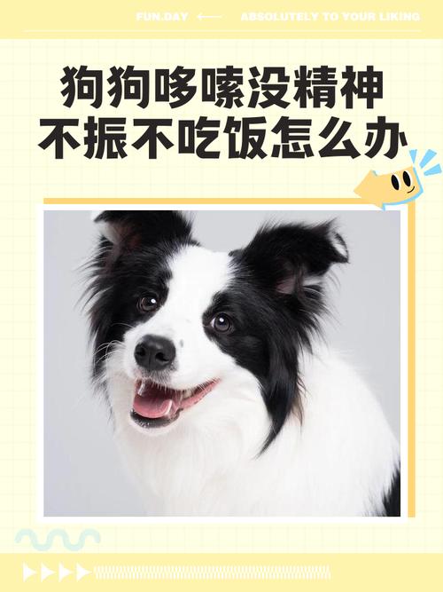 小狗没有精神不吃饭,全身发抖还流很黏的口水这是怎么了?