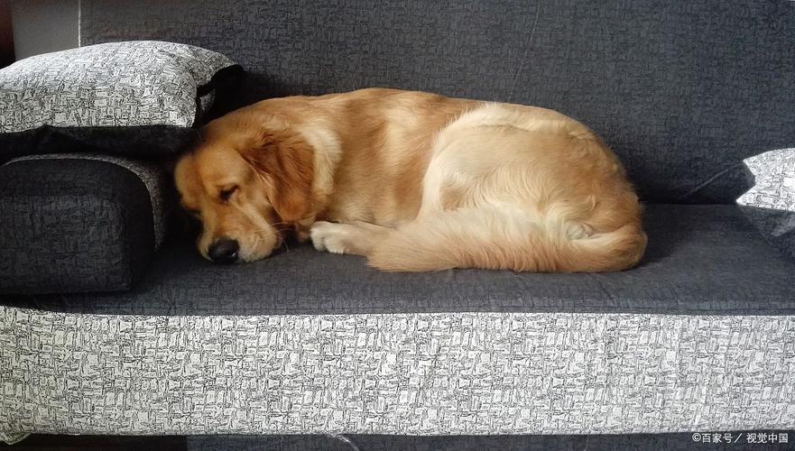 狗狗没精神不愿意动发抖